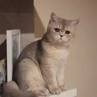 گربه بریتیش نر ۱ساله