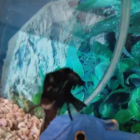 ماهی آنجل|ماهی|قروه, |دیوار