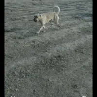 سگ سرابی اصیل ماده نگهبان گله‌ای  سه ساله