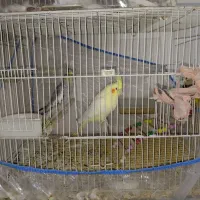 عروس هلندی بالغ|پرنده|مشهد, گلبرگ شمالی|دیوار