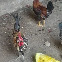خروس