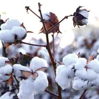 نیازمند پنبه چین
