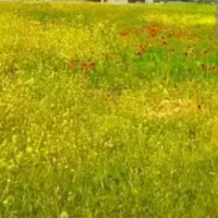 فروش فوری یک قطعه زمین واقع در روستای سمغان