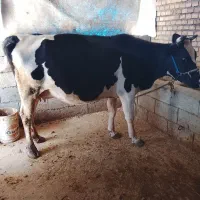 گاو