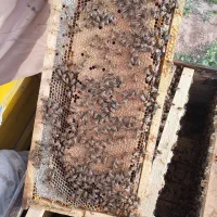 عسل طبیعی عوالان|خوردنی و آشامیدنی|سنندج, |دیوار