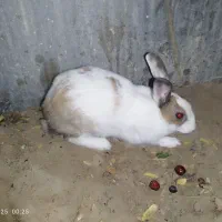 دو عدد خرگوش گمشده|موش و خرگوش|بیرجند, |دیوار