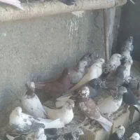 کبوتر کاشونی