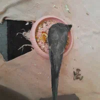 عروس هلندی