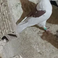 یکت سرخ و ساده چادری رنگی کفتر|پرنده|قرچک, مهدیه|دیوار