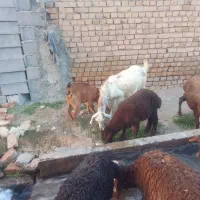 بز همراه بزغاله سانن