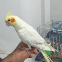 عروس هلندی نر