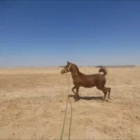 کره مادیون کرد