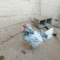 مرغ گلبن طوسی