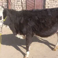 دوراس تلیسه|حیوانات مزرعه|ازنا, |دیوار