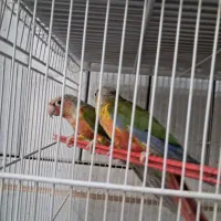 دو جفت گرینچیک ودوعدد قناری|پرنده|فردوس (خراسان), |دیوار