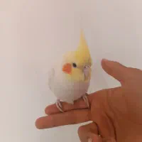 عروس هلندی|پرنده|مرودشت, فاز دوم شهرک فرهنگیان|دیوار