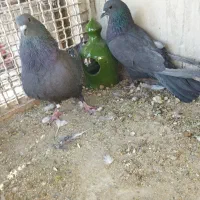 غلاق مور باجوجه