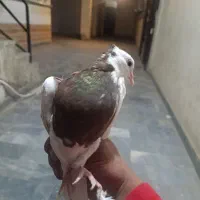 کبوتر طوقی|پرنده|سمنان, |دیوار