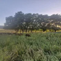 کاه لوبیا ۲ باک