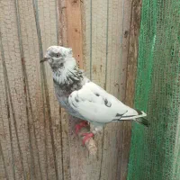 کبوتر|پرنده|رودسر, |دیوار