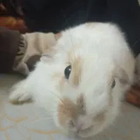 خرگوش لپ نر