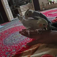 ۳ عدد عروس هلندی|پرنده|شیراز, جرسقان|دیوار