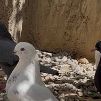 کبوتر گم شده هفشجان