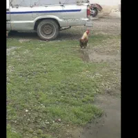 خودرو