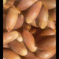 بلوط تحویل دامداری