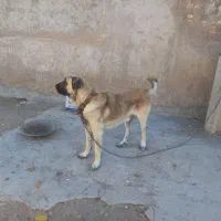 سگ عراقی|سگ|بستان آباد, |دیوار