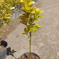 شمشاد طلایی گلدان ۱۴