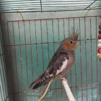 عروس هلندی ماده