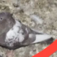 کبوتر کفتر طوقی|پرنده|خواف, |دیوار