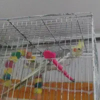 پرنده عروس هلندی مرغ عشق