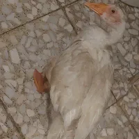 جوجه غاز|پرنده|اهواز, گلدشت|دیوار