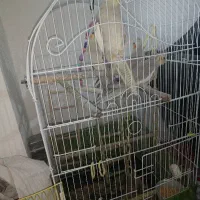 عروس هلندی|پرنده|ری, دیلمان|دیوار