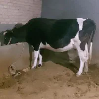 گاو آبستن سنگین ۱۵روز مانده به زایمان