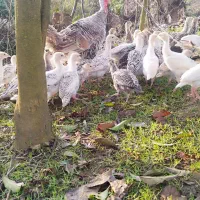 جوجه بوقلمون|حیوانات مزرعه|رودسر, |دیوار