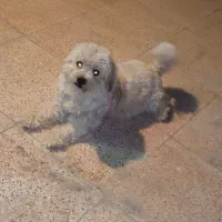 واگذاری سگ شیتزو نر