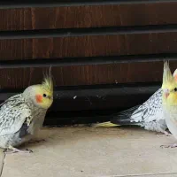 عروس هلندی|پرنده|شیراز, شهرک بهشتی|دیوار
