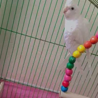 عروس هلندی البینو|پرنده|جیرفت, |دیوار