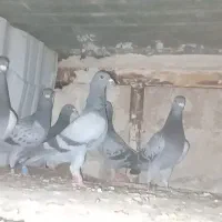 کفتر