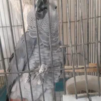 طوطی کاسکو سخنگو|پرنده|تهران, شهرک ولیعصر شمالی|دیوار
