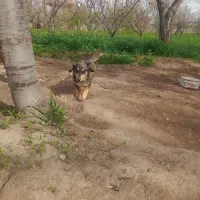 سگ پاکوتاه و پیتبول