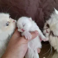 واگذاری گربه‌پرشین