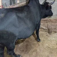 ورزا فقیر مثل مرغ خوش خوراک میزان