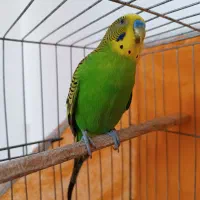 مرغ عشق نر مست و سرحال|پرنده|رشت, پل تالشان|دیوار