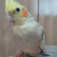 عروس هلندی|پرنده|بندر انزلی, مسکن مهر|دیوار