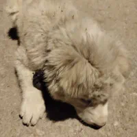 پامر خرسی قیمت ۱۵۰۰۰۰۰|سگ|یاسوج, |دیوار