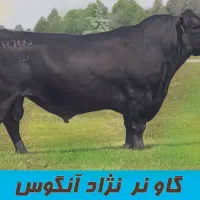 گوساله زنده